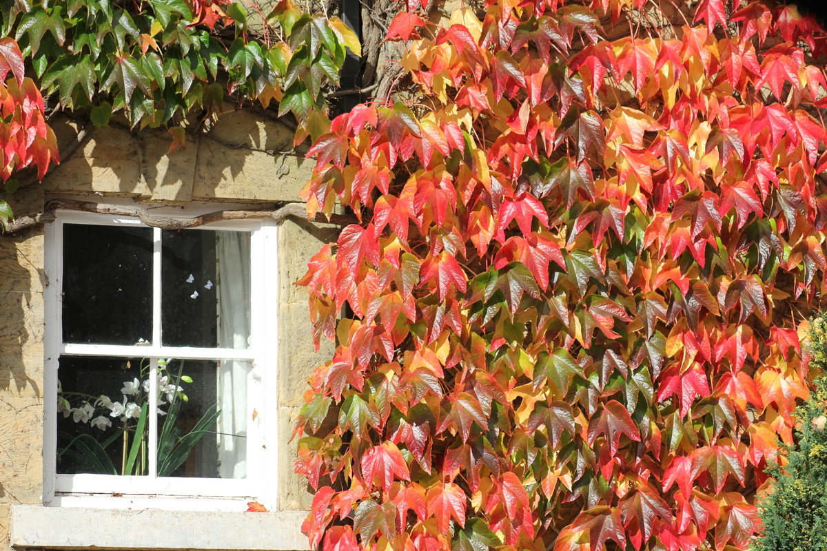 IVY on Wall